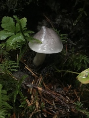 Tricholoma virgatum