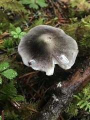 Tricholoma virgatum