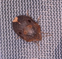 Diolcus chrysorrhoeus