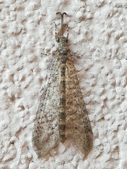 Delfimeus irroratus
