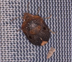 Diolcus chrysorrhoeus