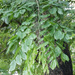 Pterocarpus dalbergioides - Photo (c) 106611639464075912591, algunos derechos reservados (CC BY-NC-SA), uploaded by Jonathan Hiew