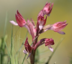 Anacamptis papilionacea