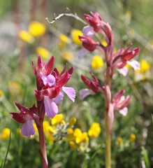 Anacamptis papilionacea