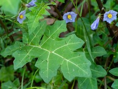 Solanum pungetium