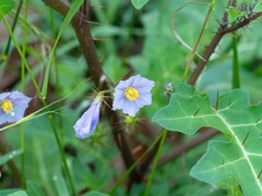 Solanum pungetium