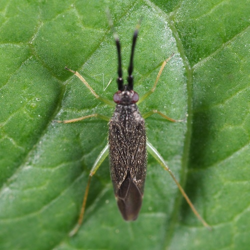 Common Flathorn Plant Bug
