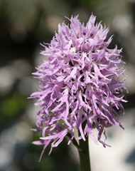 Orchis italica