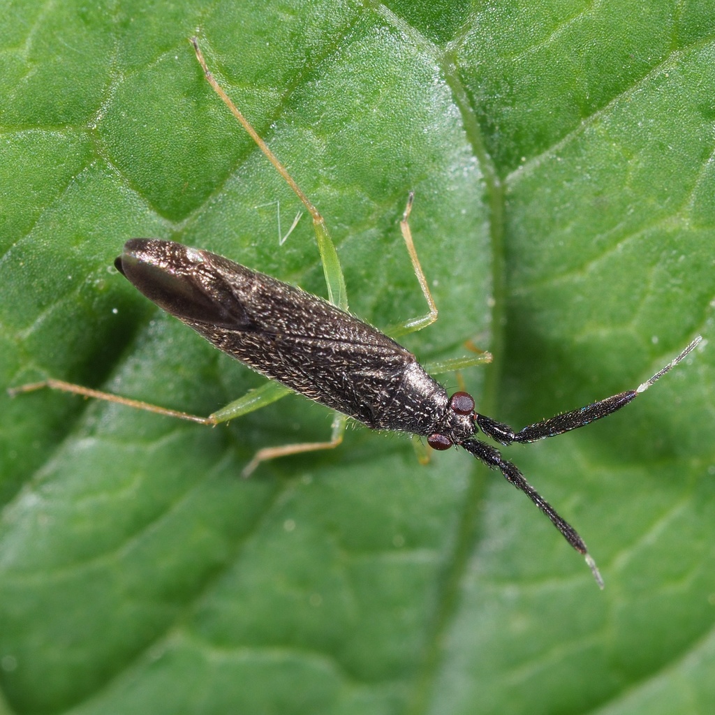 Orthotylini