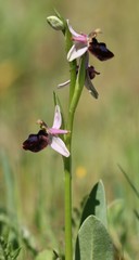 Ophrys bertolonii