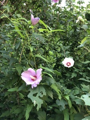Hibiscus syriacus