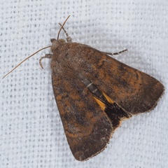 Noctua interjecta