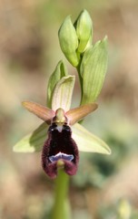 Ophrys bertolonii