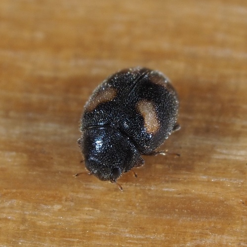 Four-spotted Nephus, photo 3 of 10