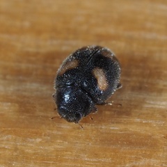 Nephus quadrimaculatus