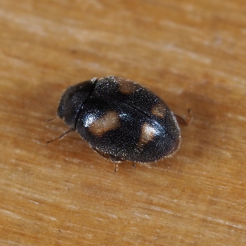 Four-spotted Nephus, photo 4 of 10