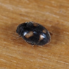 Nephus quadrimaculatus