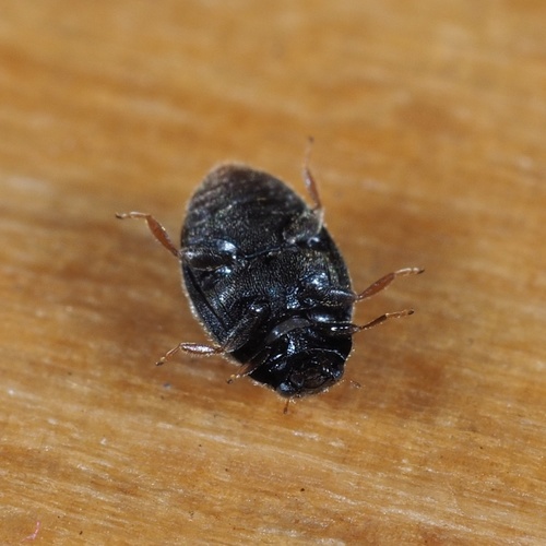 Four-spotted Nephus, photo 5 of 10