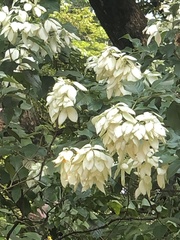 Mussaenda