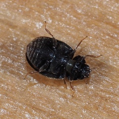 Nephus quadrimaculatus