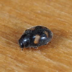 Nephus quadrimaculatus