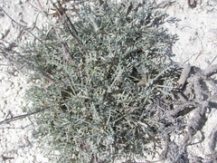 Artemisia hololeuca