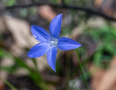 Wahlenbergia stricta stricta