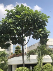 Artocarpus blancoi
