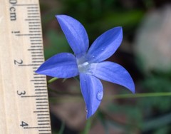 Wahlenbergia stricta stricta