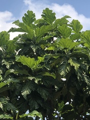 Artocarpus blancoi