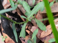 Wahlenbergia stricta stricta