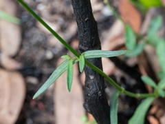 Wahlenbergia stricta stricta