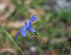 Wahlenbergia stricta stricta