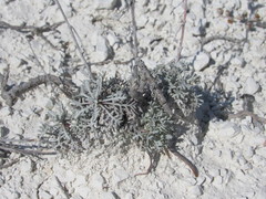 Artemisia hololeuca