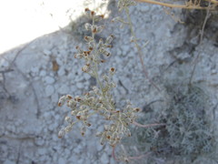 Artemisia hololeuca