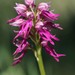 Orchis × bivonae - Photo (c) Luca Boscain, some rights reserved (CC BY-NC), uploaded by Luca Boscain