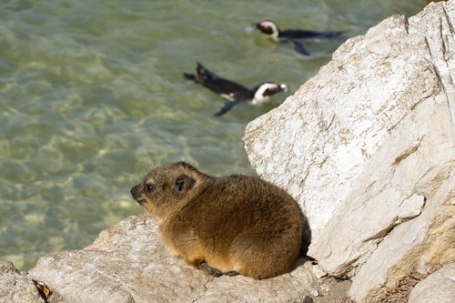 Damán roquero (Procavia capensis)
