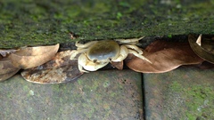 Geothelphusa albogilva