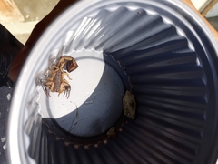 Centruroides margaritatus