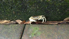 Geothelphusa albogilva