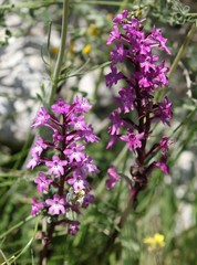 Orchis quadripunctata