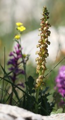 Orchis anthropophora