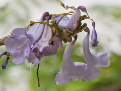 Jacaranda