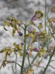 Matthiola fragrans