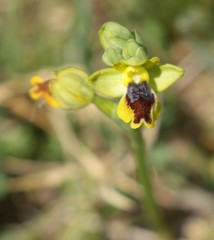Ophrys lutea phryganae