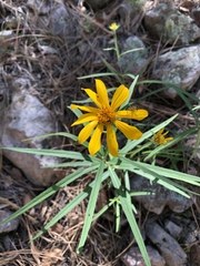 Verbesina longifolia