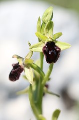 Ophrys promontorii