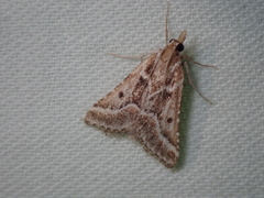 Stemmatophora borgialis