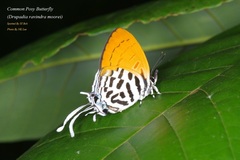 Drupadia ravindra moorei