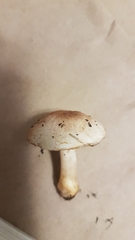 Agaricus micromegethus